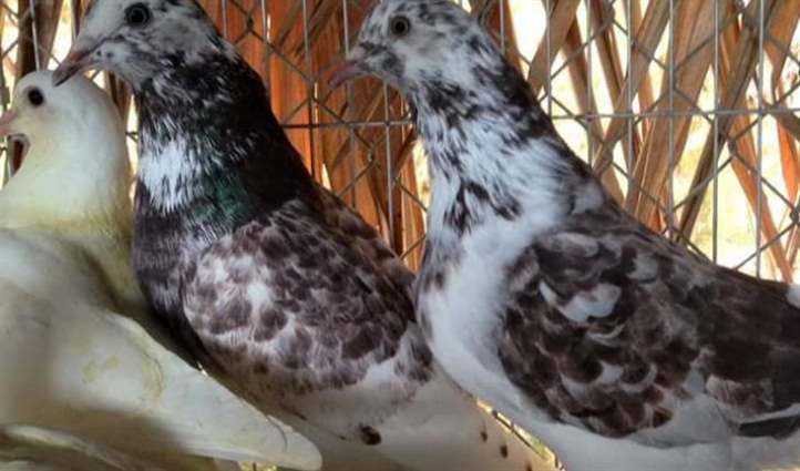 Cách phòng bệnh cho chim bồ câu