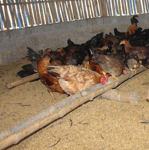 Kinh nghiệm làm chuồng nuôi gà thịt đúng kỹ thuật