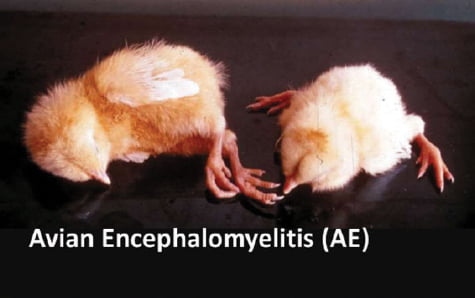 Nguyên nhân gây ra bệnh viêm não tủy ở gà