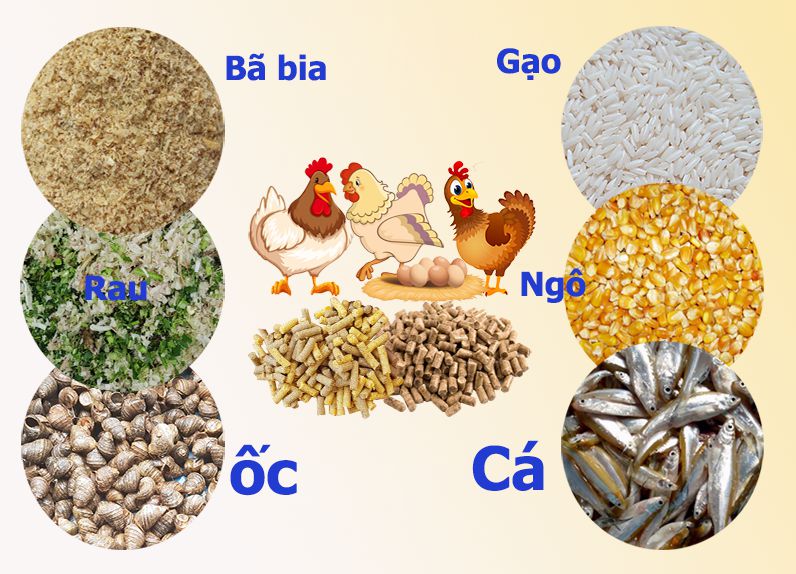 Tìm hiểu về chu trình canxi hàng ngày ở gà đẻ - Ẩm Thực Nông Nghiệp