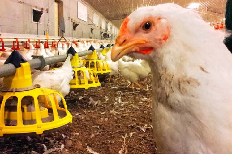 Tổng hợp các dụng cụ hỗ trợ chăn nuôi gà nhất định phải có