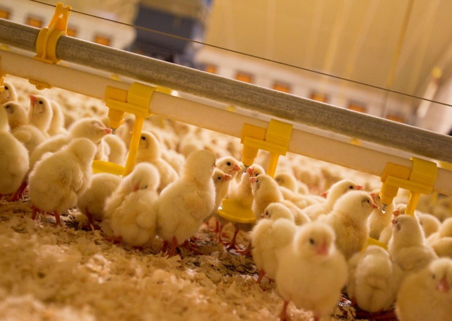 Tổng hợp các loại máng uống nước phổ biến cho gà