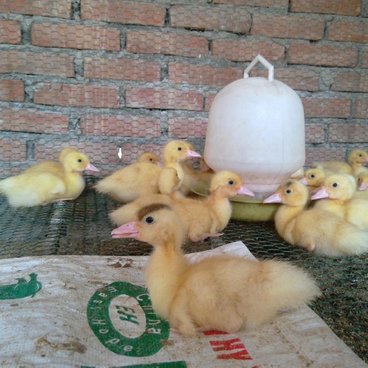 Môi trường nuôi vịt