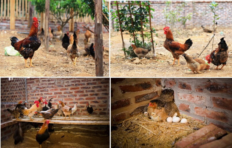 Lựa chọn địa điểm xây dựng chuồng trại chăn nuôi gà
