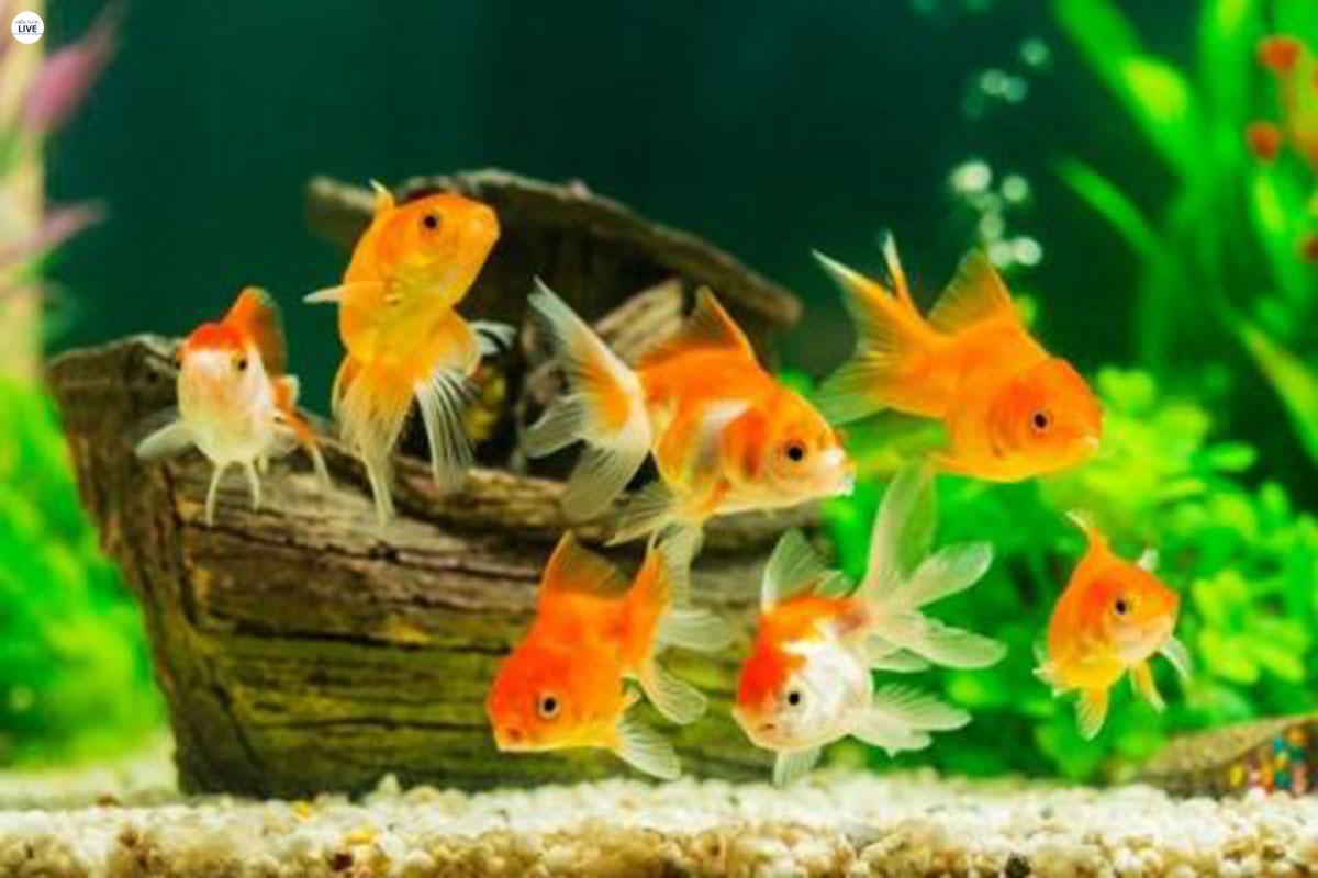 Cá 3 đuôi có thể chịu độ mặn tối đa là 10% và chịu được hàm lượng oxy trong nước rất thấp