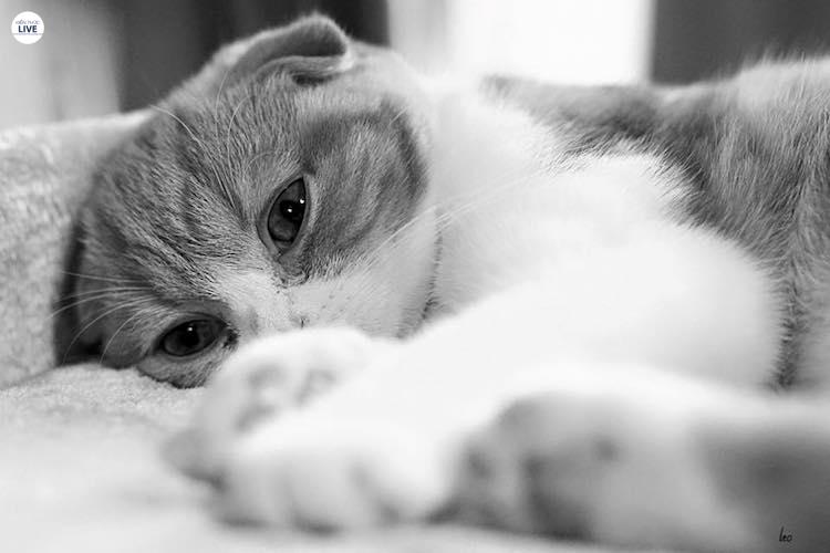 Viêm phúc mạc là căn bệnh rất nguy hiểm ở mèo