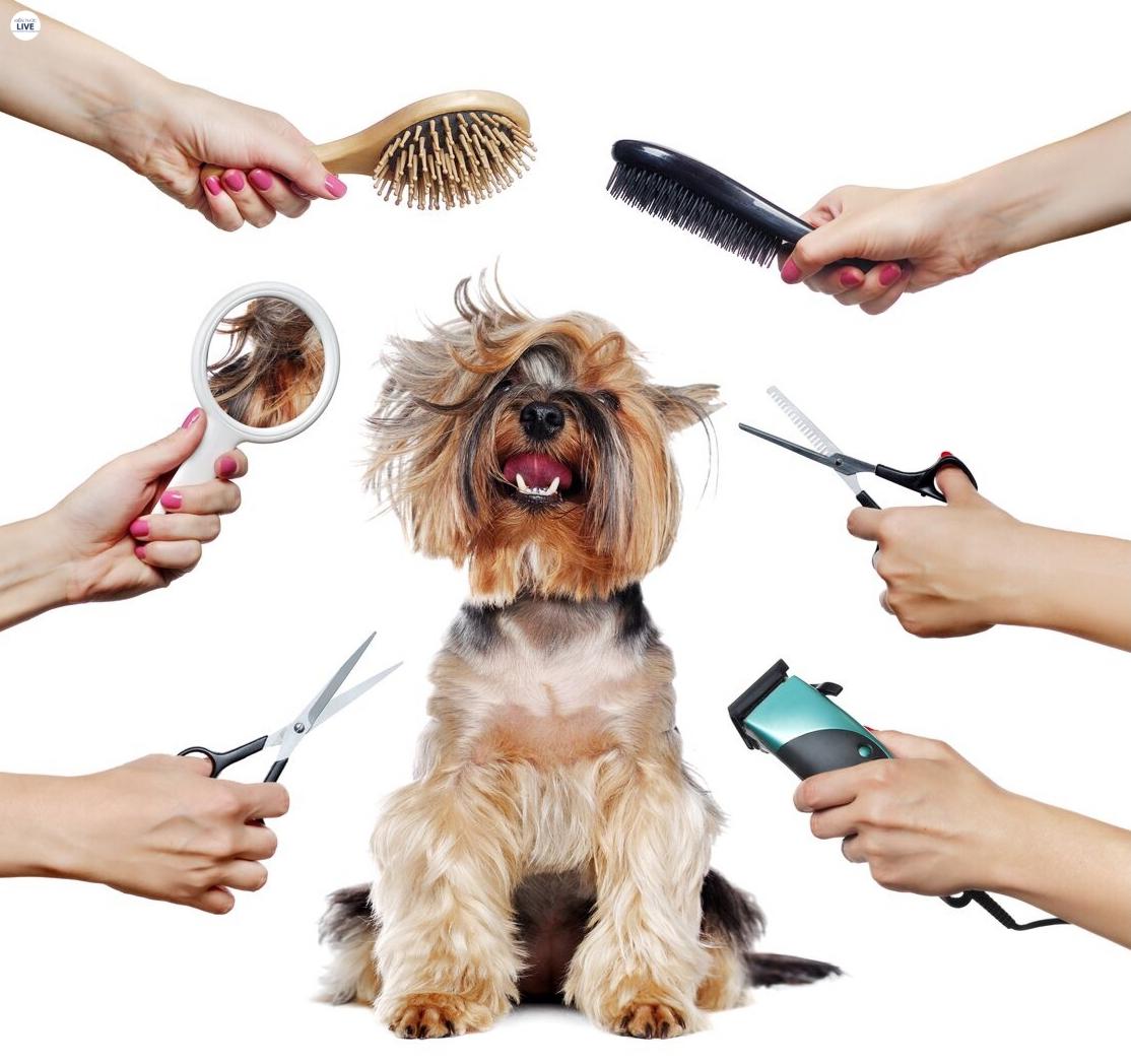 Cách khử mùi hôi chân ở chó cực kì hiệu quả 
