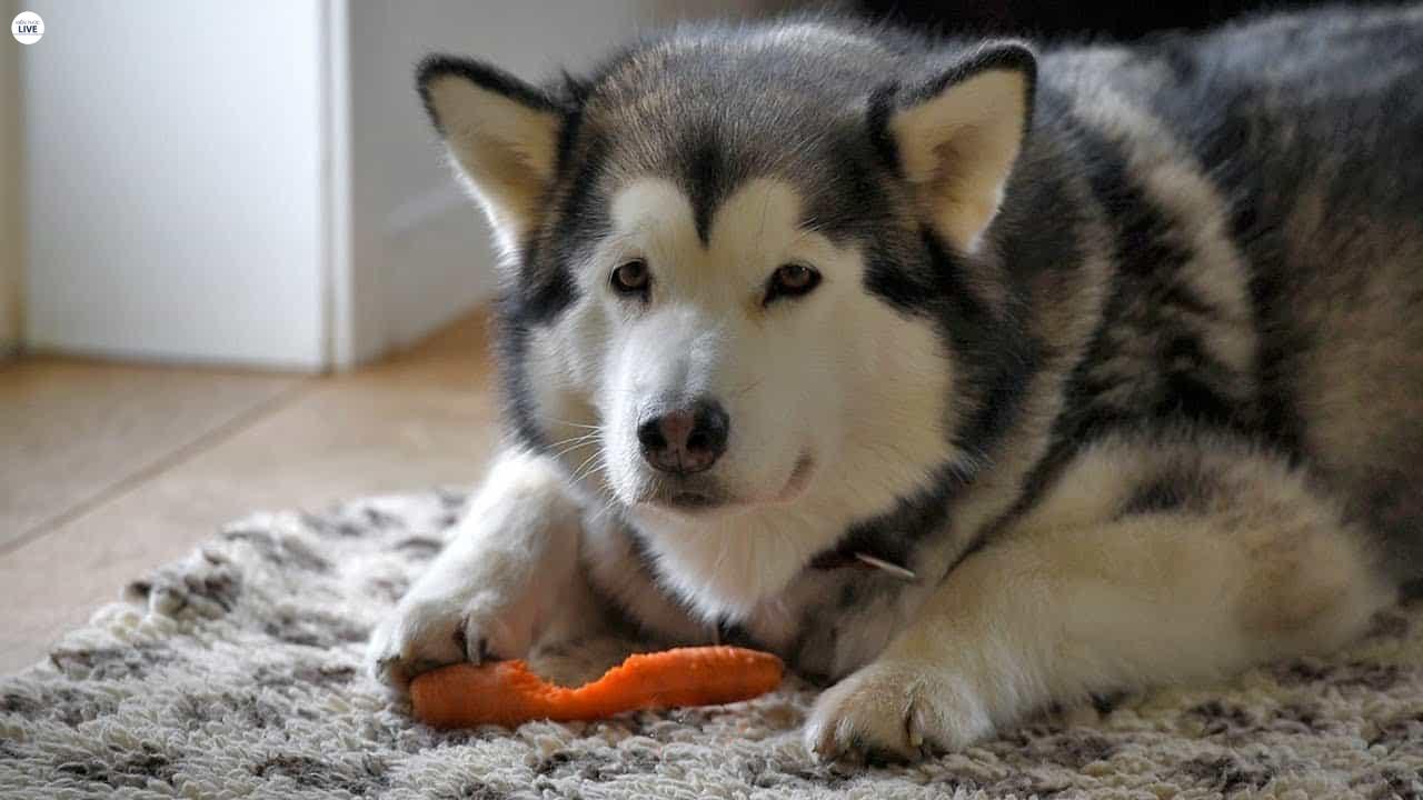 Cách xây dựng chế độ ăn cho chó Husky khỏe mạnh lớn nhanh