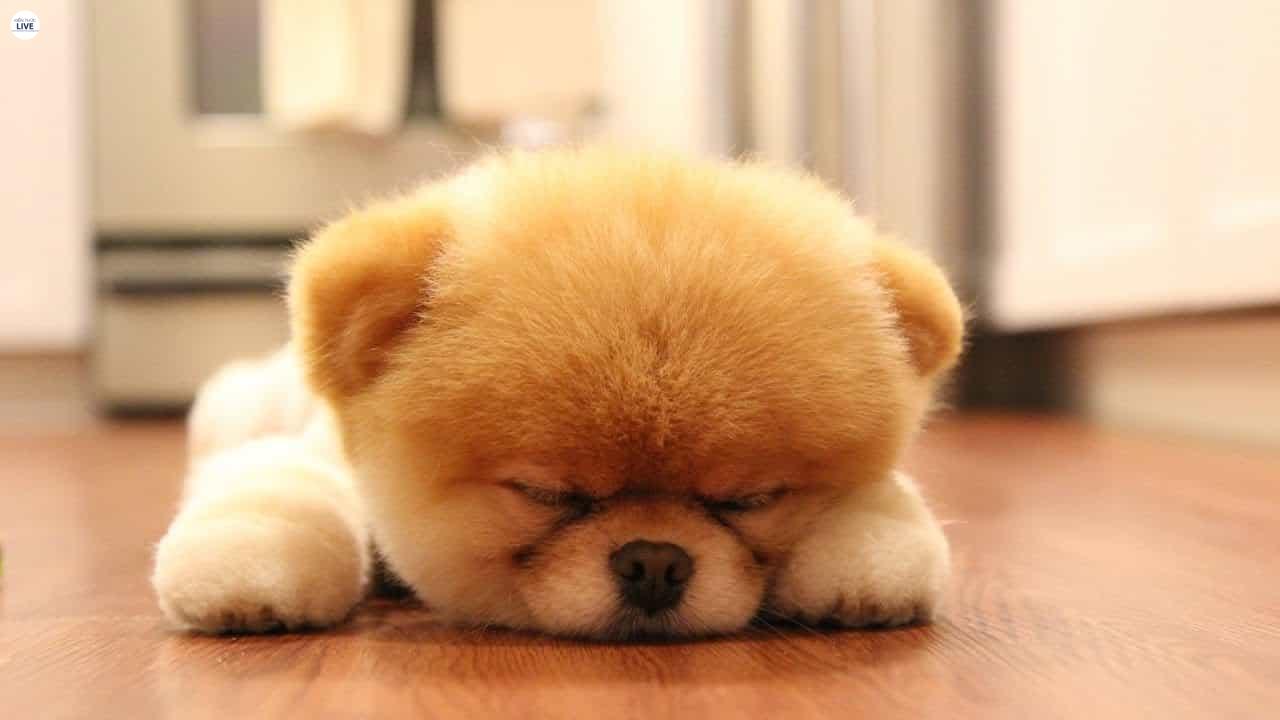 Chó con kêu liên tục vào ban đêm phải làm sao? 