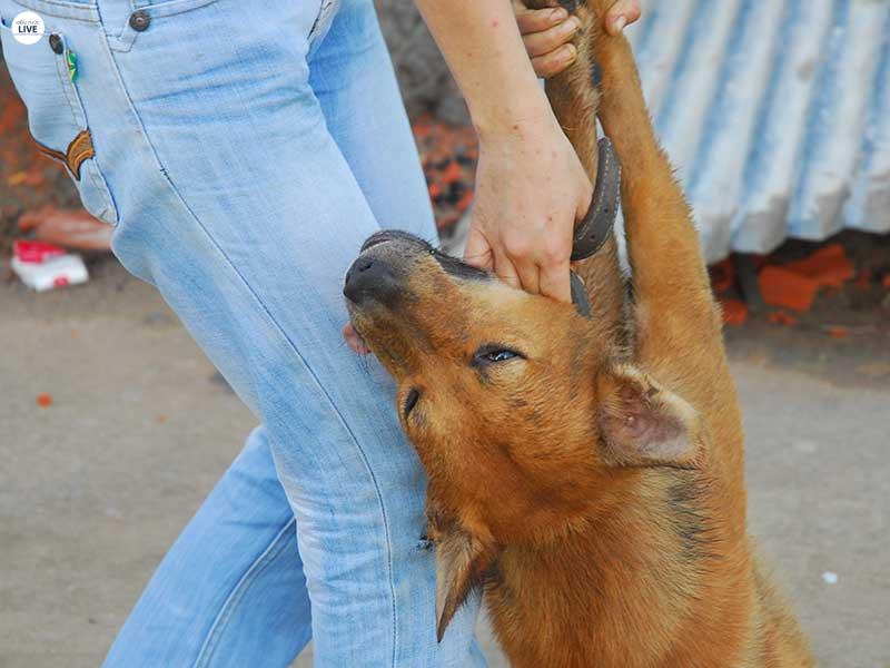 Cẩm nang cách huấn luyện chó con hoàn chỉnh nhất