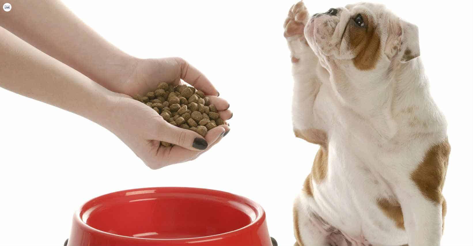 Vì sao chó bỏ ăn. Nguyên nhân và cách xử lý! 