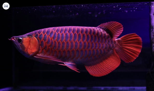 Huyết long ớt chili red
