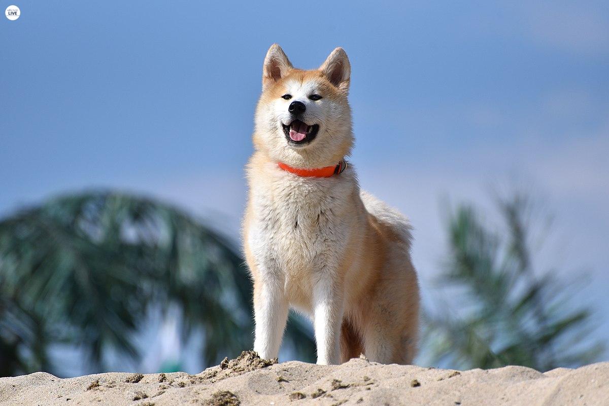 Akita rất thông minh