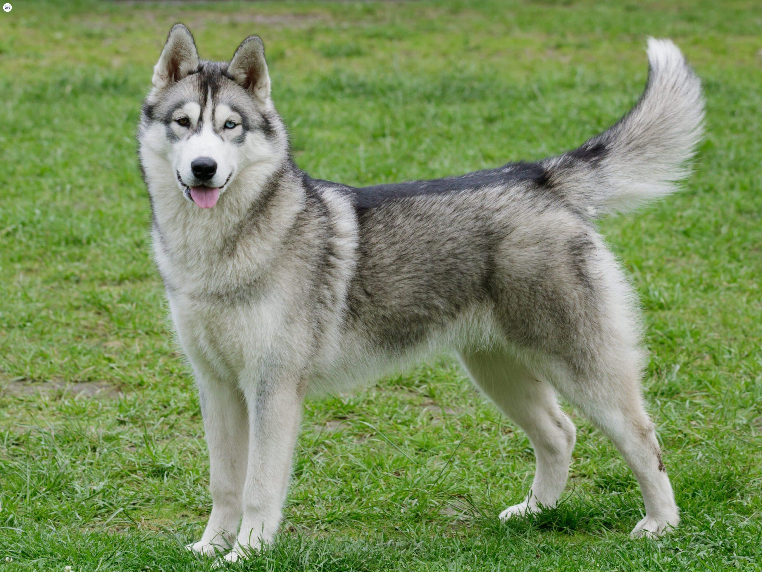 Husky rất nhanh nhẹn
