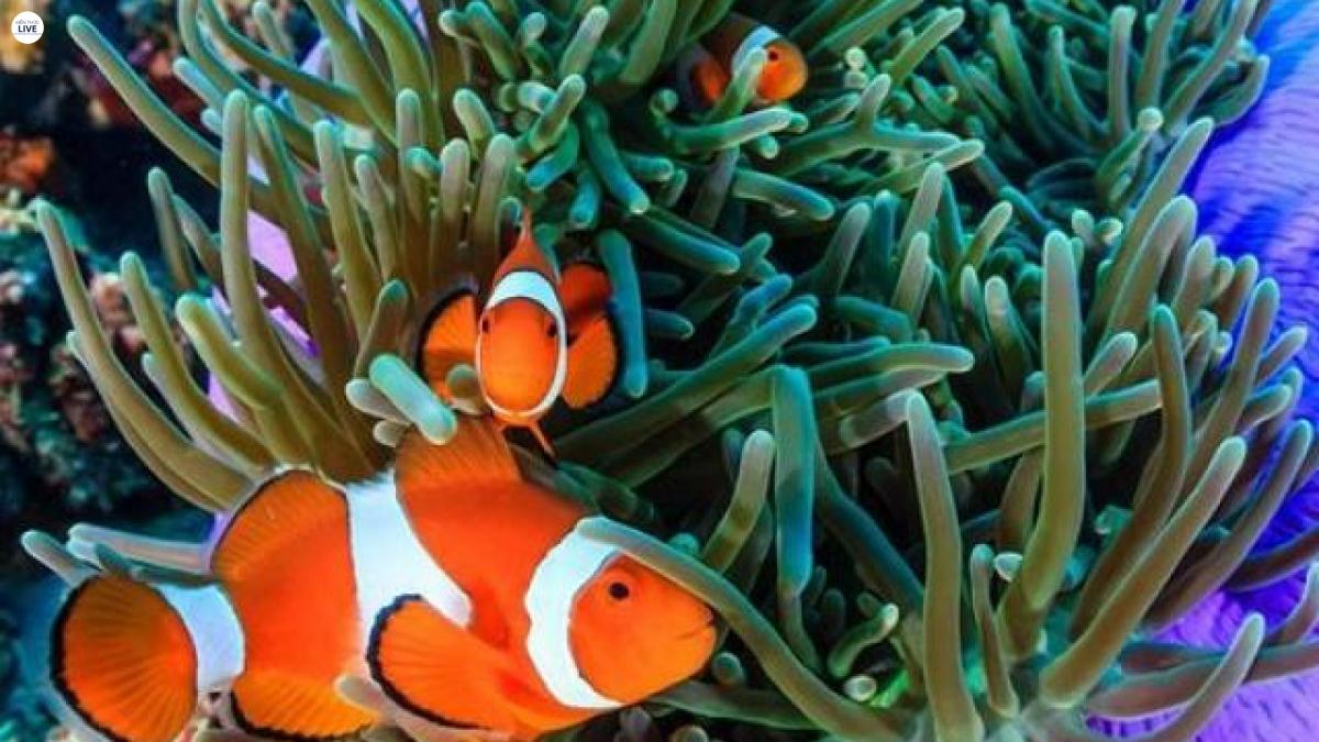 Cá hề nemo nuôi trong bể kính sẽ thích nghi nhanh hơn những người bạn đến từ biển khơi