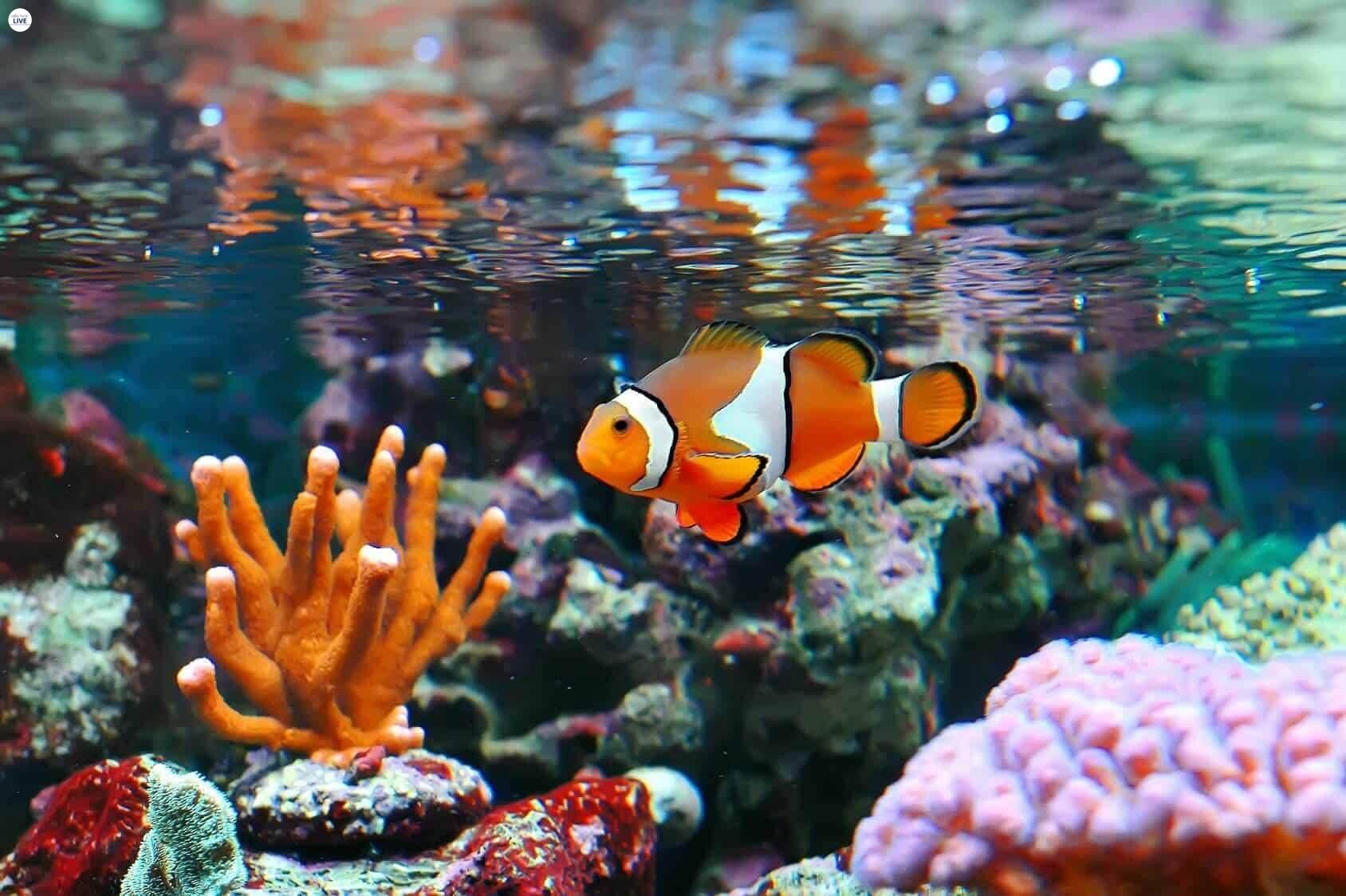 Bể cá cảnh hề Nemo