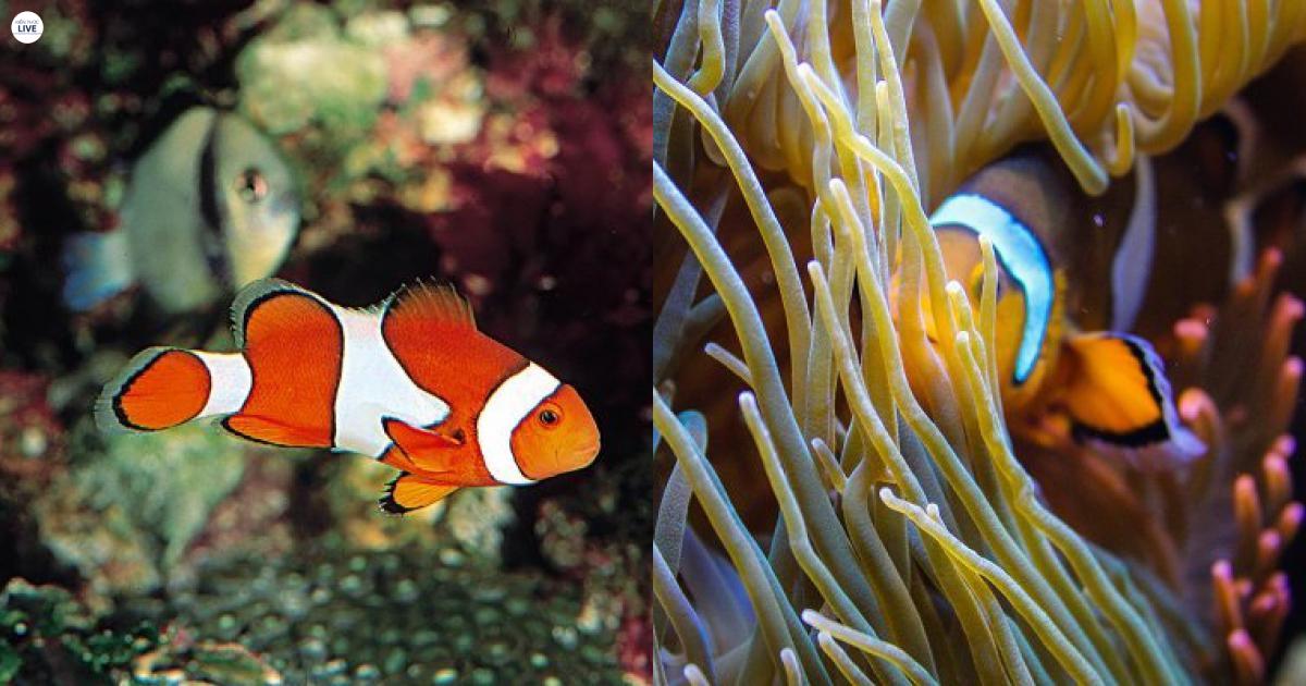 Cá hề từ khi sinh ra chúng lưỡng tính với đầy đủ cả mô tinh hoàn và mô buồng trứng