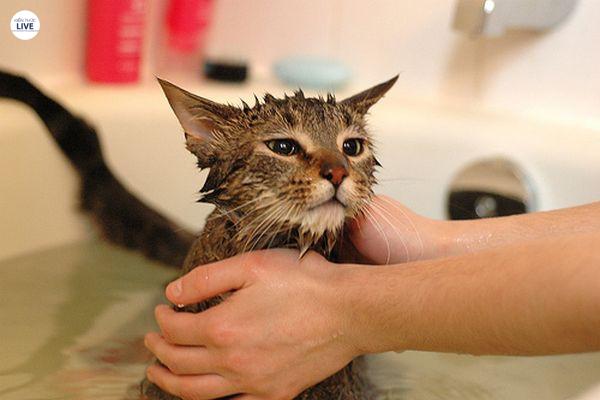 Bí kíp tắm cho các bé mèo con đủ 2 tháng tuổi dễ dàng và an toàn nhất