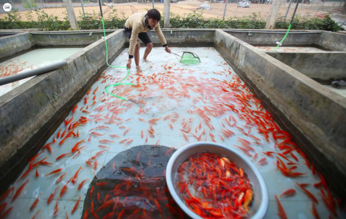Mỗi ngày, bà con nên rèn luyện sức khỏe cho cá chép vàng