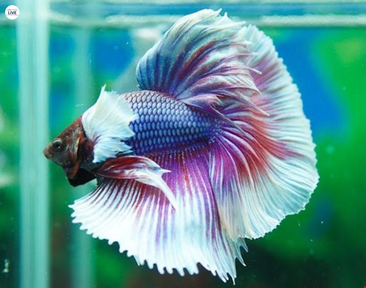 Cá betta trắng