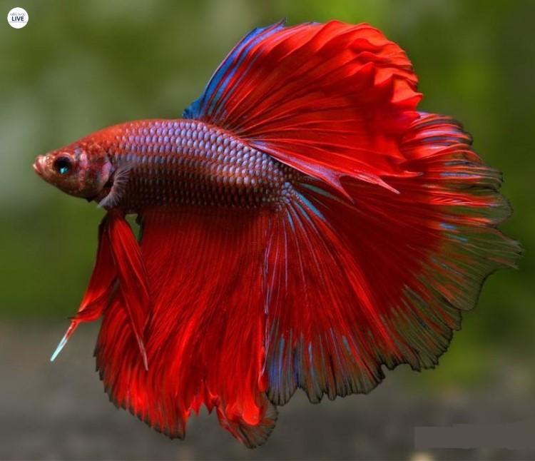 Cá betta đỏ