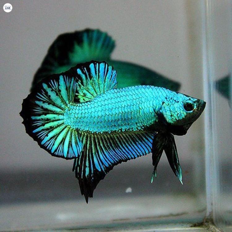 Cá betta xanh
