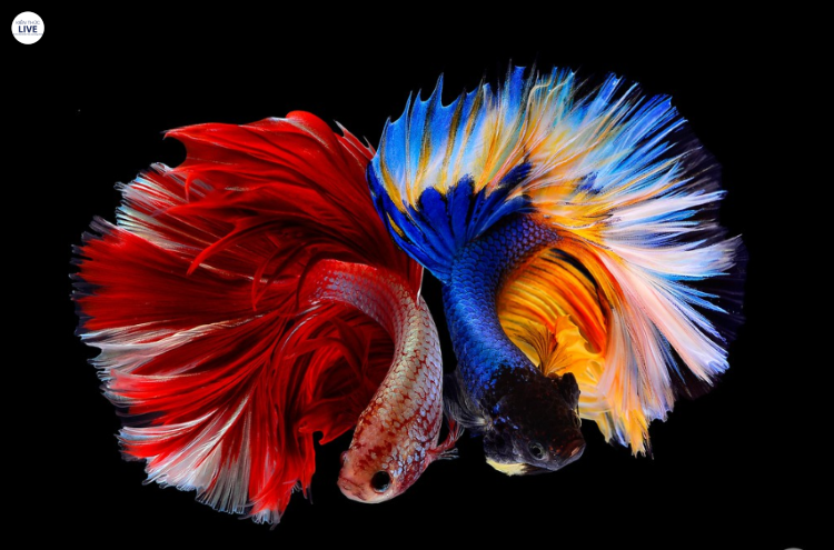 Cá betta đẹp