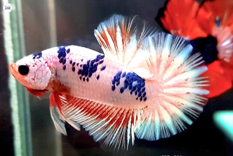 Cá betta hồng
