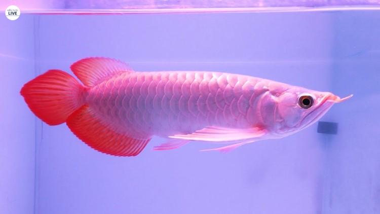 cá rồng ngân long