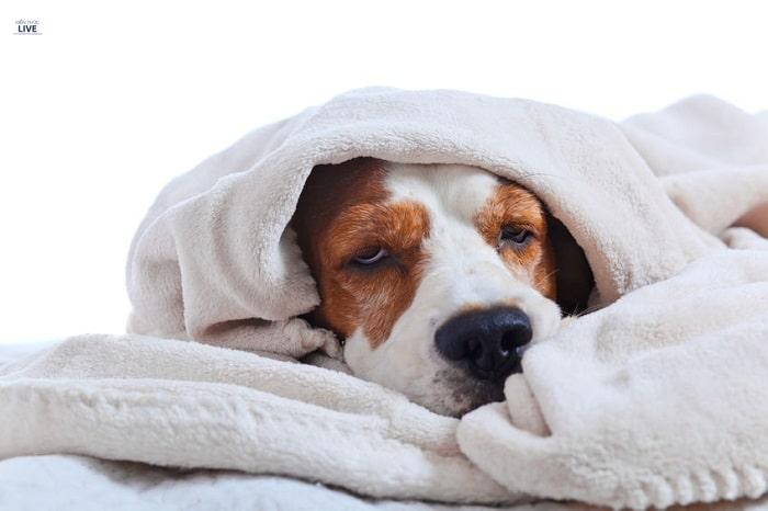 Cách chăm sóc và bí quyết chữa trị chó bệnh Care hiệu quả