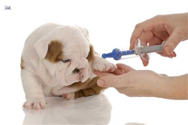 Bệnh về viêm phế quản ở chó con