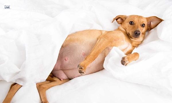 Chó bị chướng bụng thì điều trị như thế nào cho hiệu quả ?