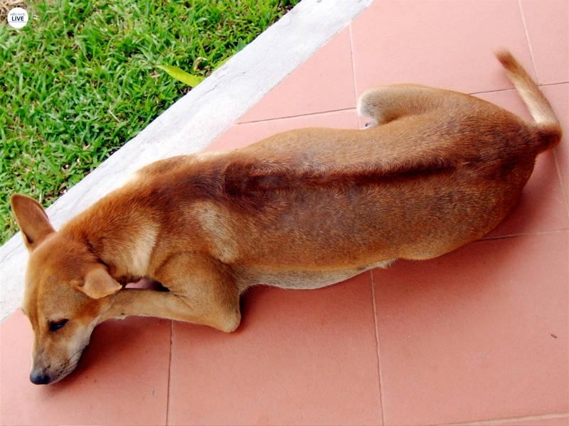 Chúng có xoáy lưng rất lạ