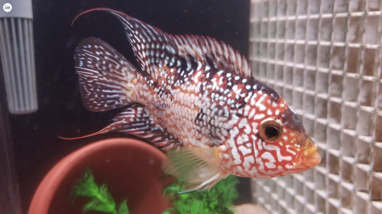Red Texas (RT), Super Red Texas (SRT)