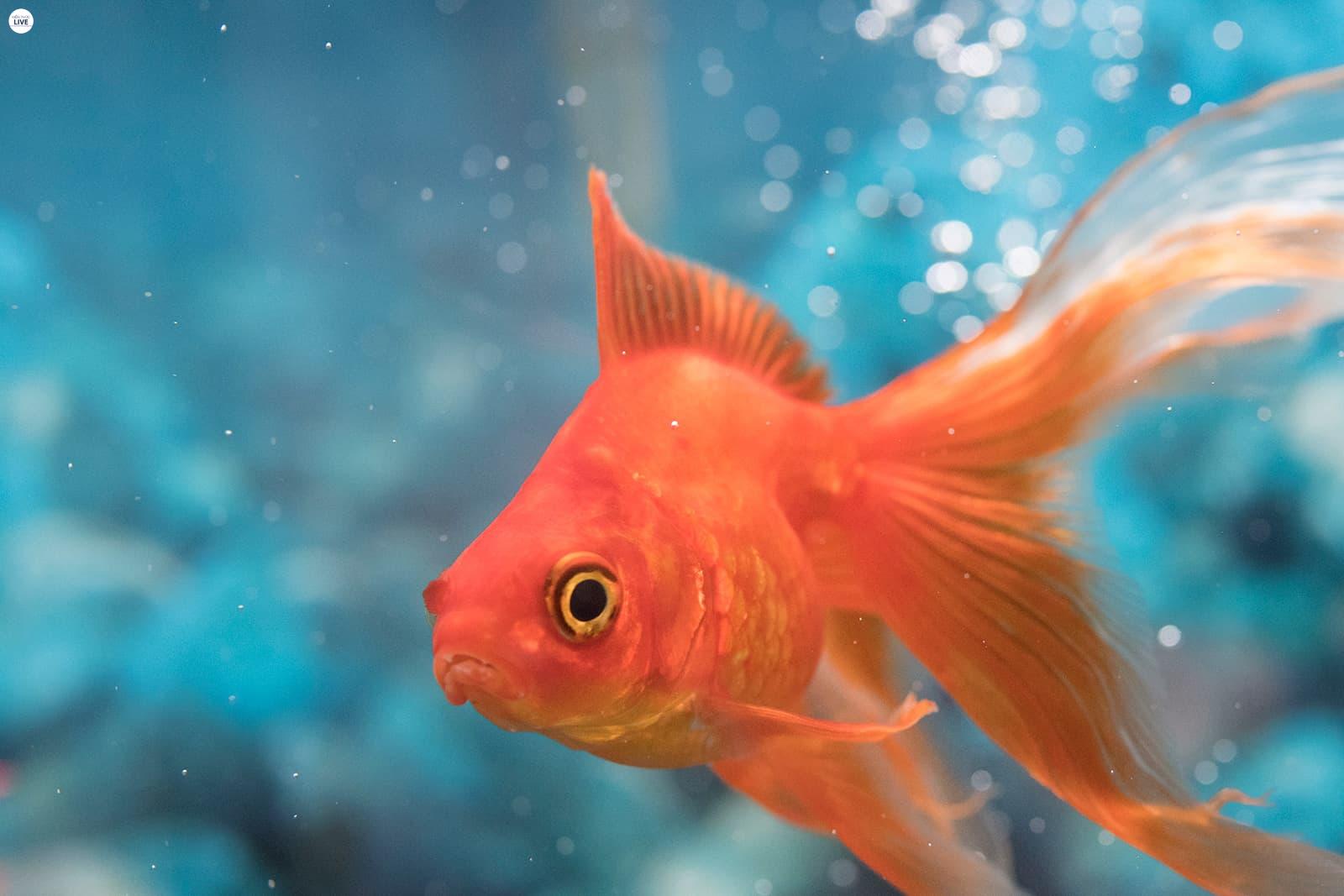 Cá vàng ba đuôi (thuộc họ cá Chép – Cyprinidae)