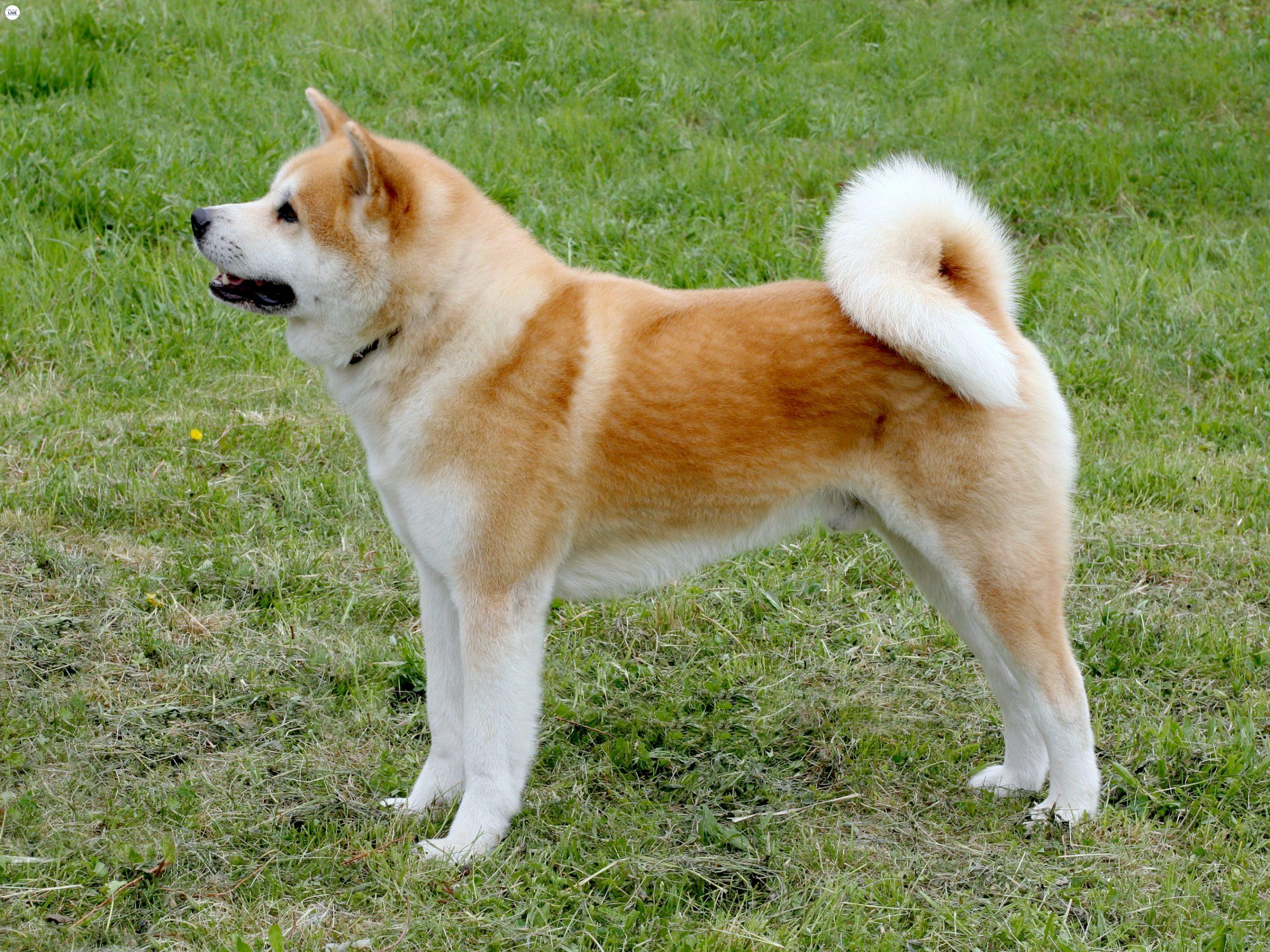 Loài Akita rất được người Nhật xem trọng