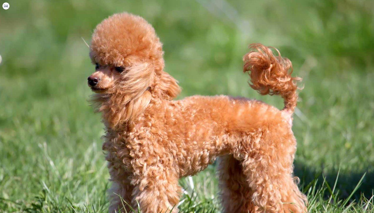 Trông Poodle như cục bông gòn