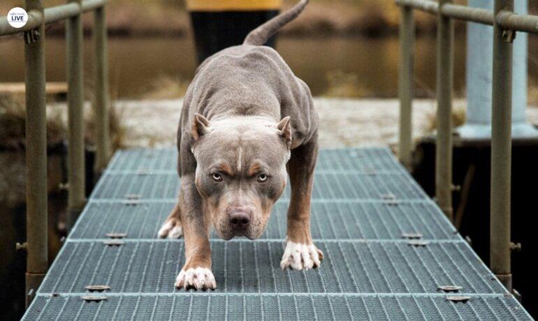 Cách nuôi chú chó Pitbull