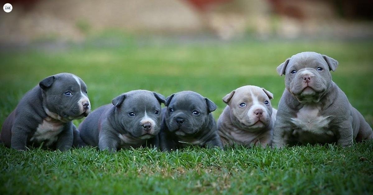 Nguồn gốc giống chó Pitbull