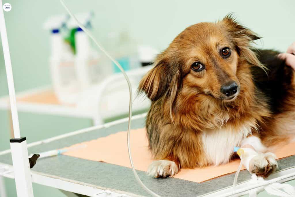 Bệnh Care ở chó cực kỳ nguy hiểm