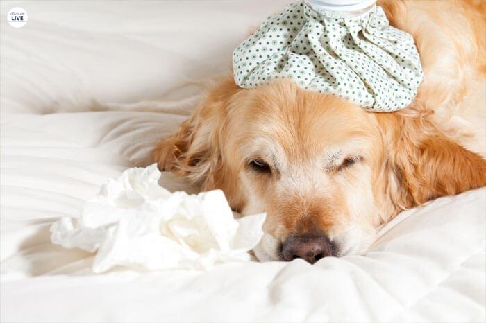 Các giai đoạn của bệnh care ở chó