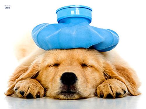 Hướng dẫn cách điều trị viêm phổi ở chó do vi khuẩn gây nên