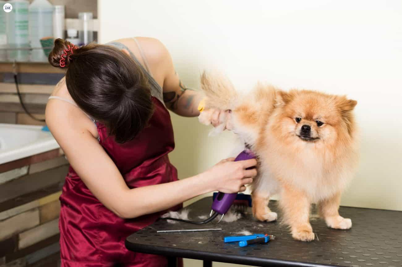 Cần tỉa lông cho thú cưng ở các vùng nhạy cảm trước