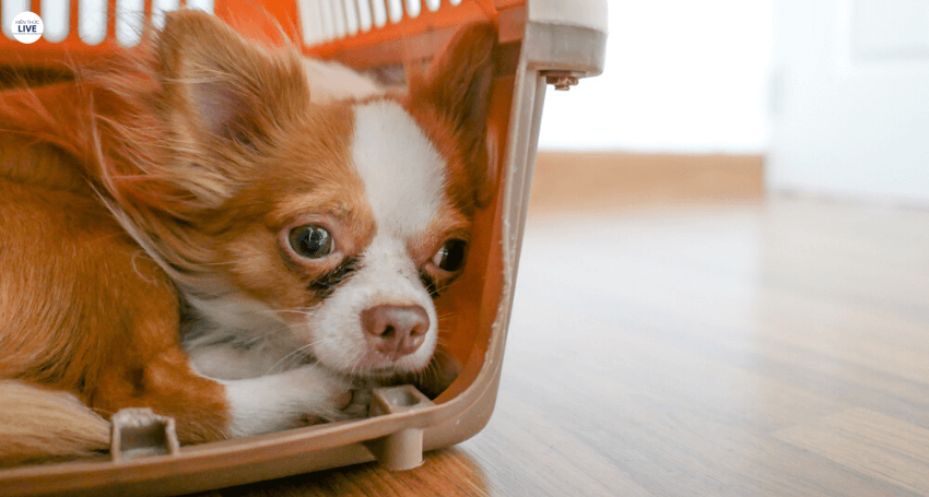 Chó bỏ ăn có nguy hiểm đến tính mạng không?