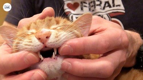 Làm gì để chữa khỏi nhanh chóng cho mèo bị hóc xương?