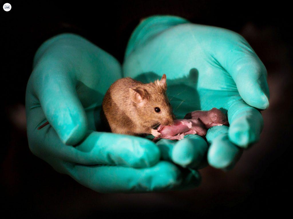 Mách bạn cách chăm sóc Hamster sinh con đúng cách