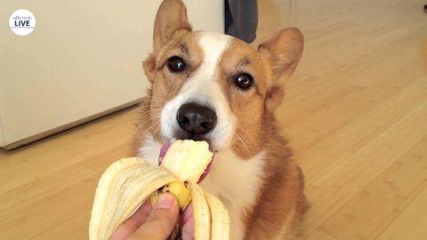 Ở mỗi độ tuổi khác nhau, khẩu phần ăn của Corgi cũng khác nhau