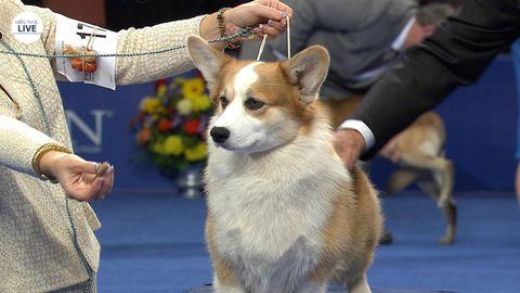 Nên huấn luyện cho chó Corgi