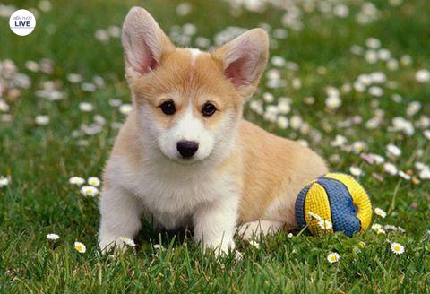 Cần chắm sóc cho giống chó Corgi vì nó không phù hợp với khí hậu của Việt Nam
