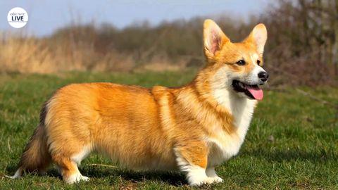 Nên tiêm phòng cho chó Corgi để phòng một số bệnh